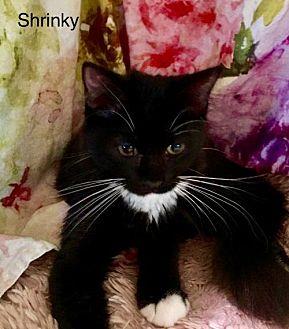 Shrinky (KJ) (20394428)