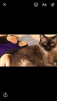 Siam (20087484)