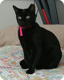 Silky Kitty (16957475)