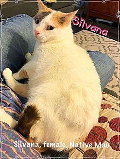 Silvana (Egy (17858715)