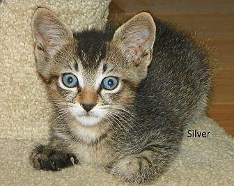 Silver (19830283)