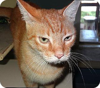 Simba (11688025)