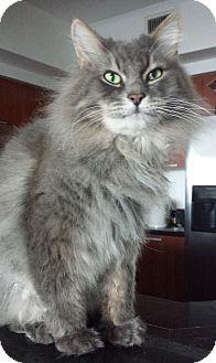 Simba (15547402)