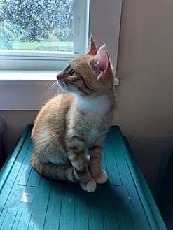 Simba (19980850)
