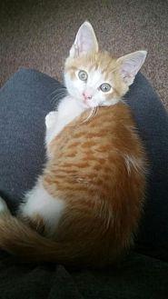 Simba (20175713)