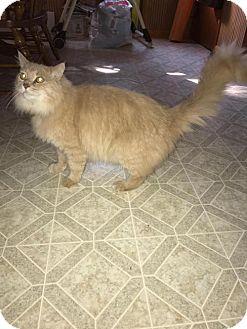 Simba Declaw (18725518)
