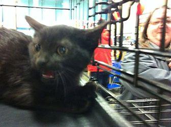 Simon (12092065)