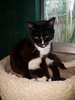Simon (18216941)