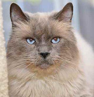 Simon (20692724)