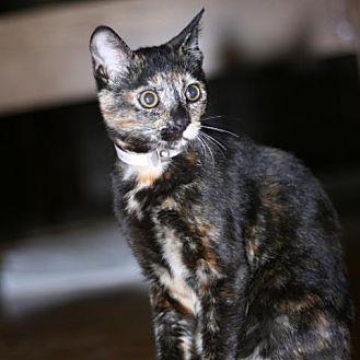 Simone (20441442)