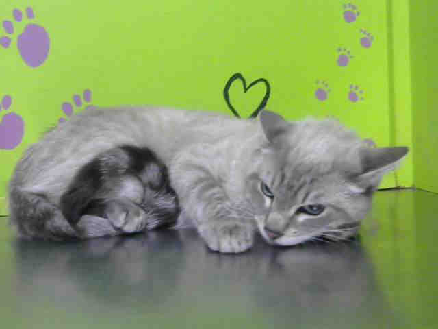 SIR BENTLEY (A1488052)