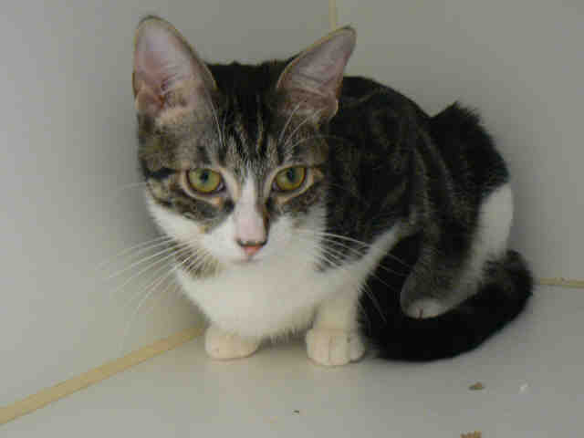 SISSY (A008646)