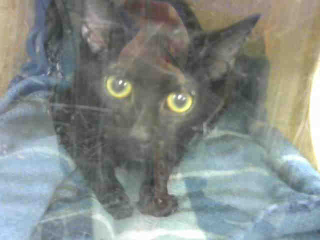 SKEETER (A633080)