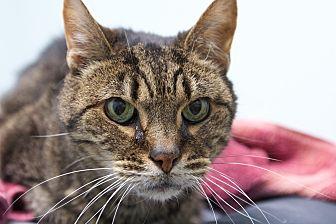 Skipper (20004610)
