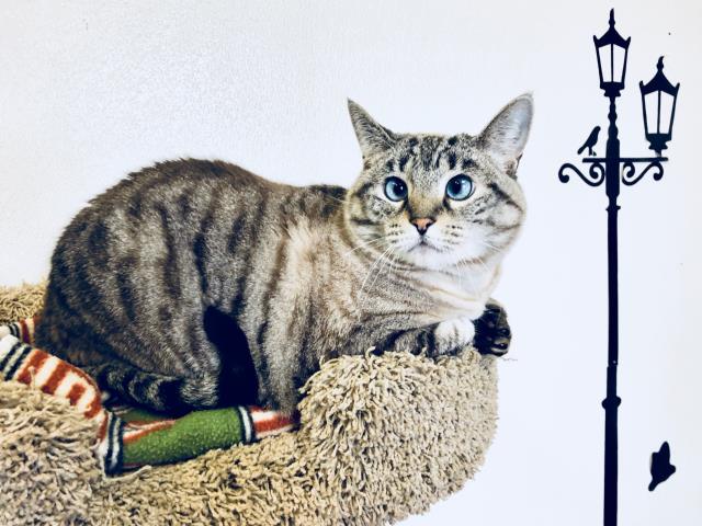 SKITTLES (A137469)