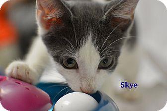 Skye (18826774)