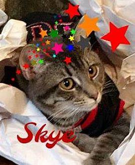 Skye (19573366)