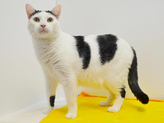 SMILEY (A712392)