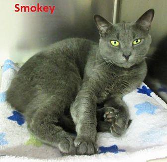 Smokey (15544848)