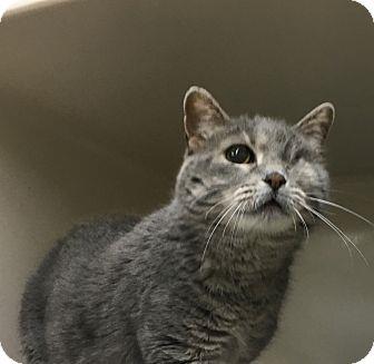 Smokey (16900129)