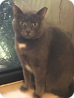 Smokey (17119591)