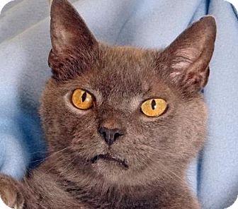 Smokey (18206914)