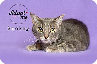 Smokey (18917116)