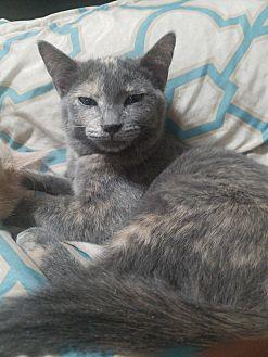 Smokey (20435108)