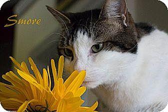 Smore (10517057)