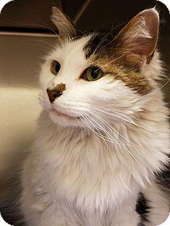 Smudge (15856419)