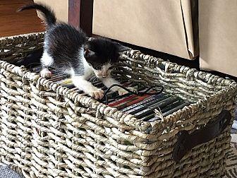 Smudge (19957047)