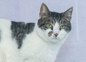 Smudge (20033453)