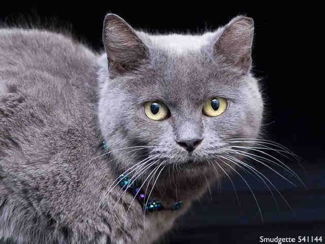 SMUDGETTE (A541144)