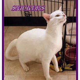 Snickers (19400950)