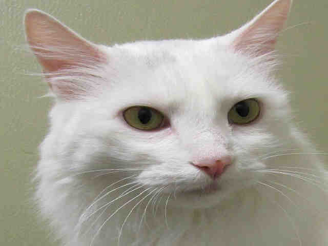 SNOW (A135923)