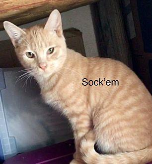 Sock’em (KJ) (19388458)