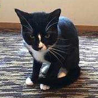 Socks (19608949)