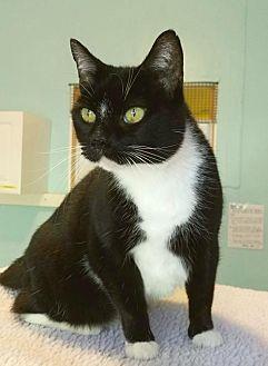 Socks (20069894)