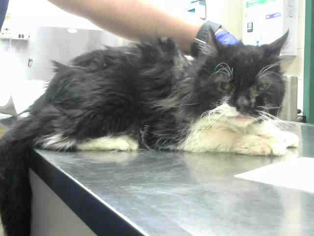 SOCKS (A373223)