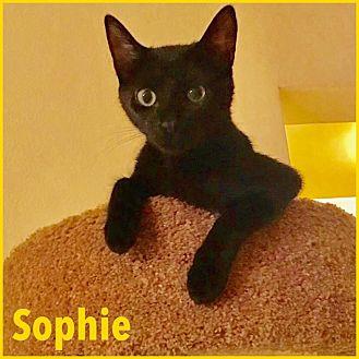 Sofie (Diana (19671290)