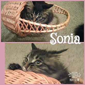 Sonia (19898411)