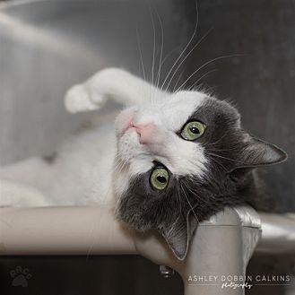 Sookie (19332865)