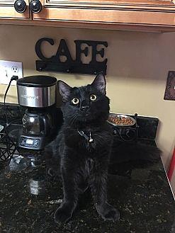 Sophie (20153226)