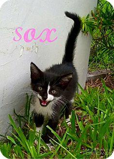 Sox (18406914)