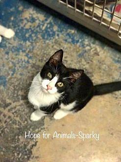 Sparkey (18386580)