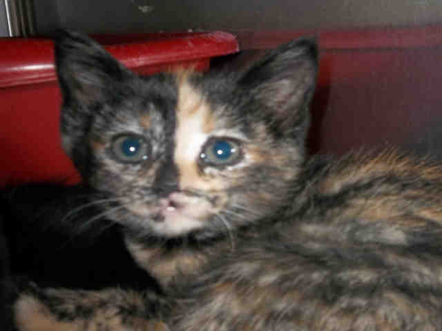 SPARKLE (A131952)