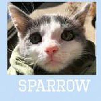 Sparrow (20004124)