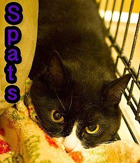 Spats (19087329)