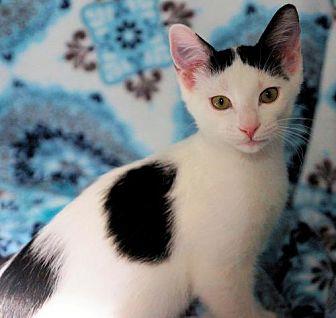 Spot (19289933)