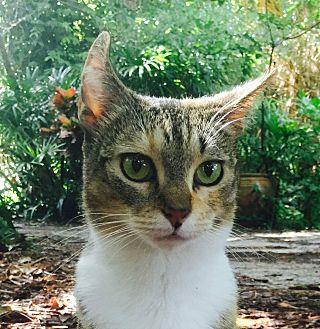 Spunky (15224715)